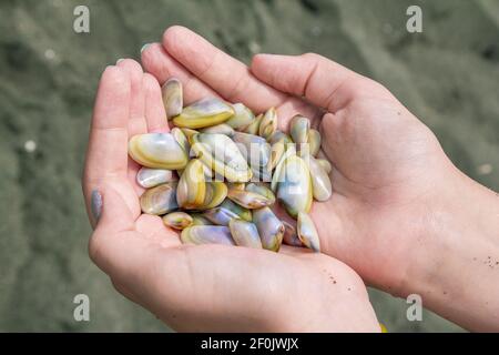 Nahaufnahme der Hände mit Meeresfrüchten. Bunte Weichtiere Muscheln`s den Händen der Frau. Stockfoto